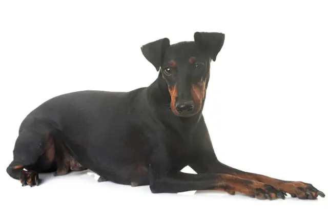 Manchester Terrier