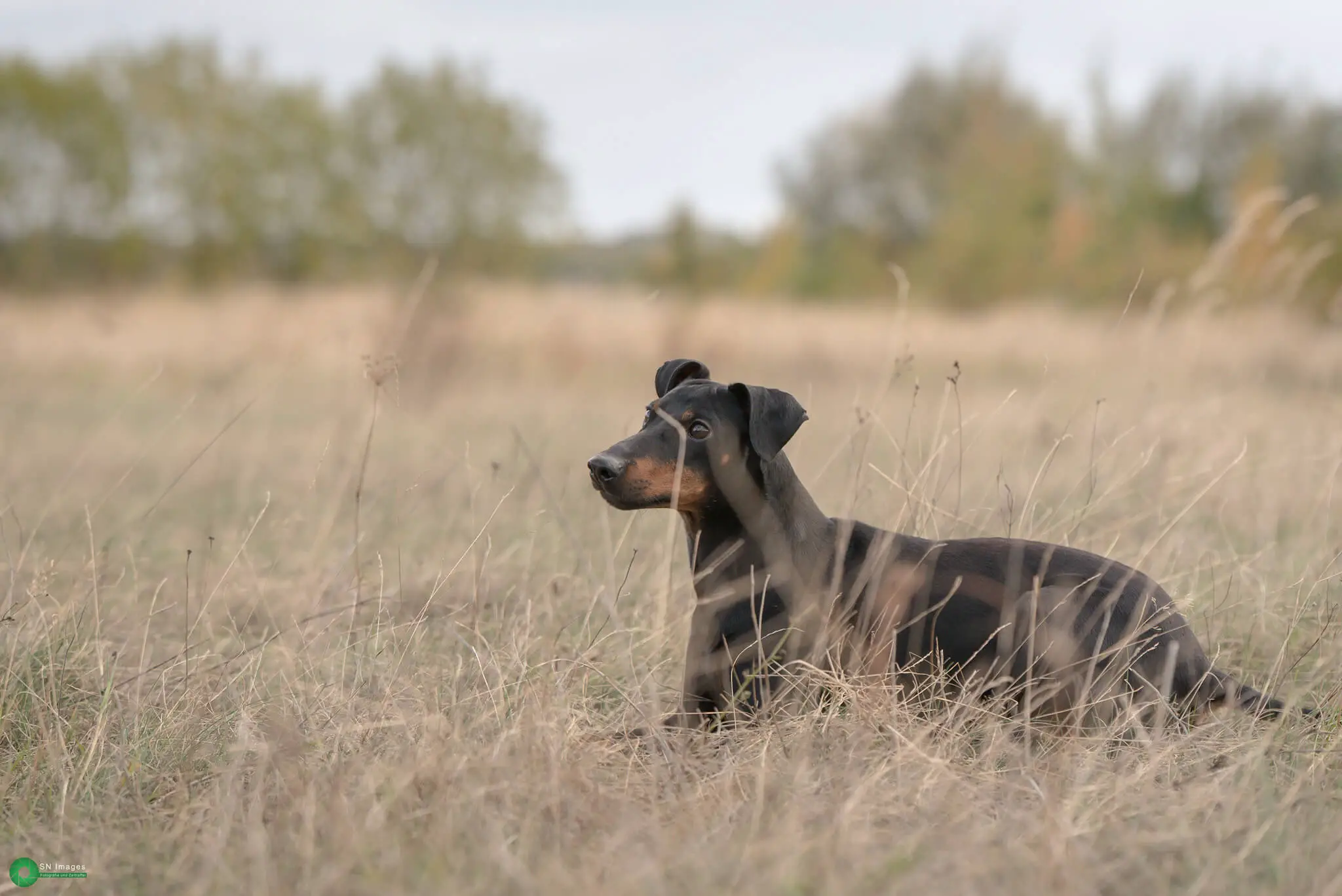 manchester terrier in nature