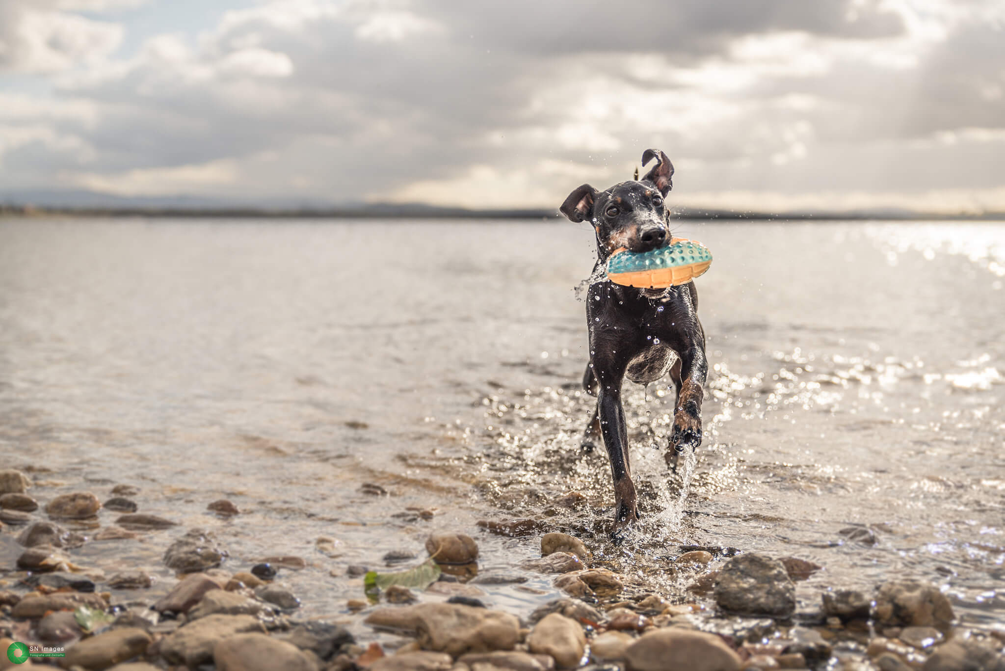 manchester terrier in water