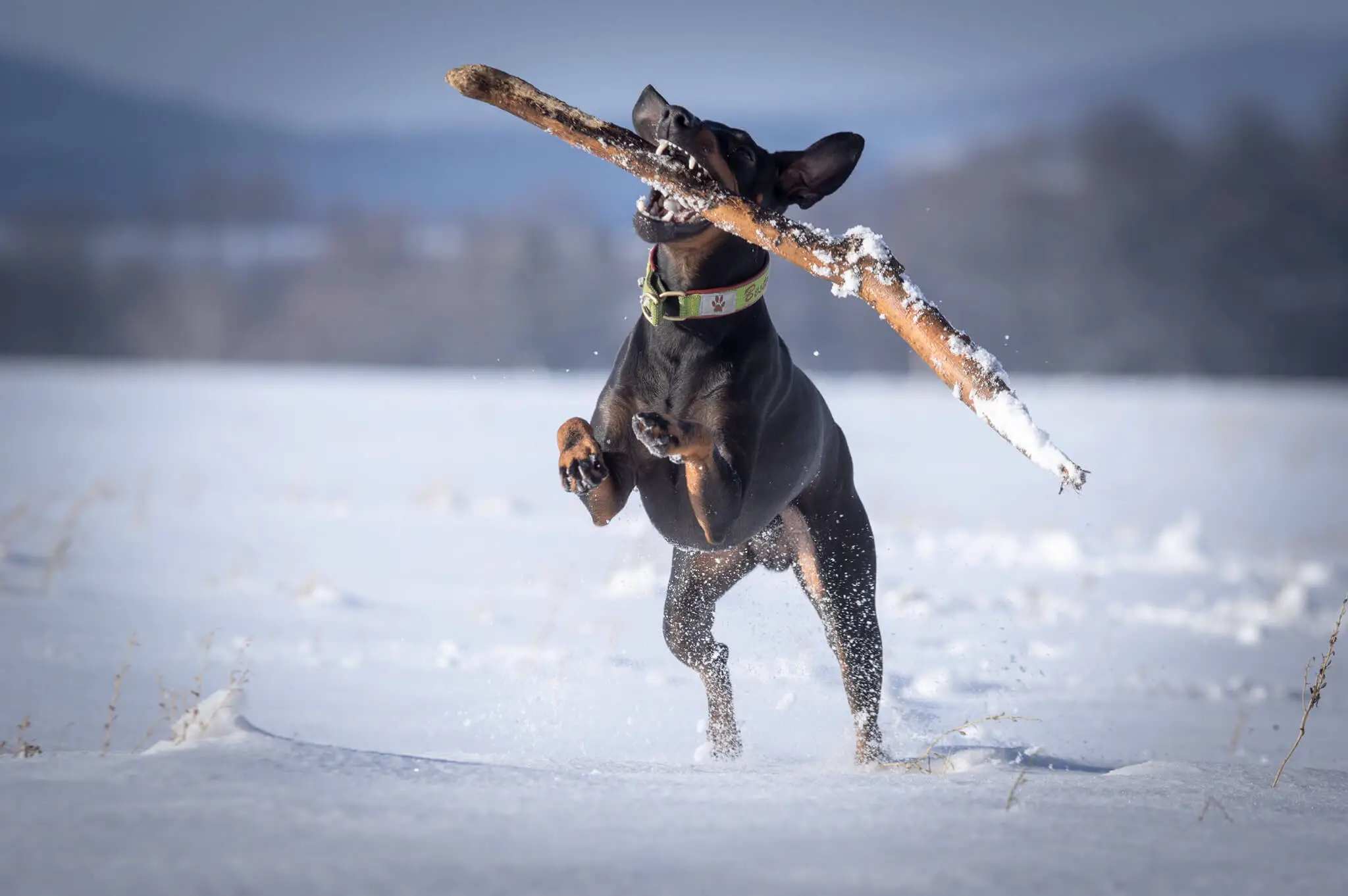 manchester terrier on snow