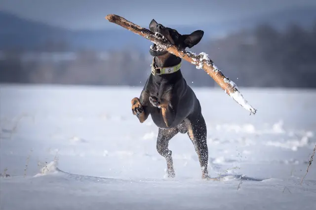 manchester toy terrier