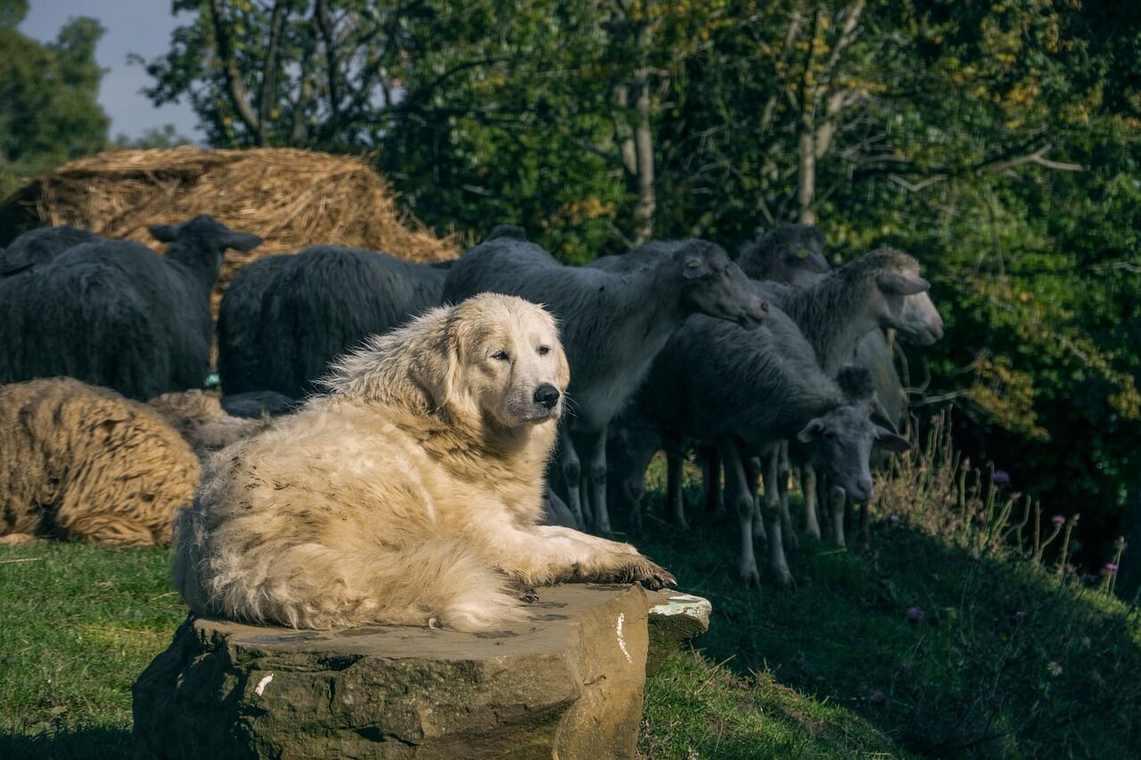 maremma sheepdog