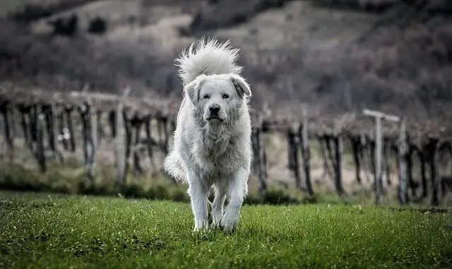 maremma sheepdog