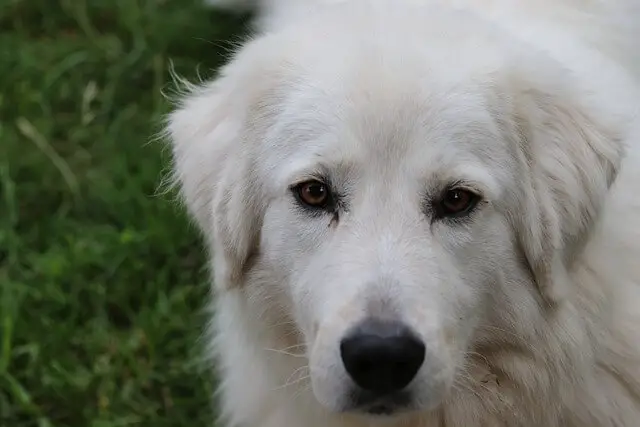 maremma-sheepdog