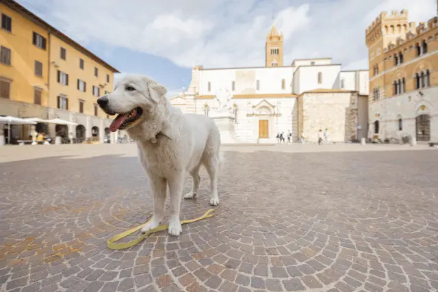 Maremma Sheepdog