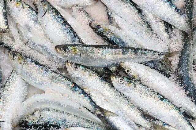 maroccan sardines