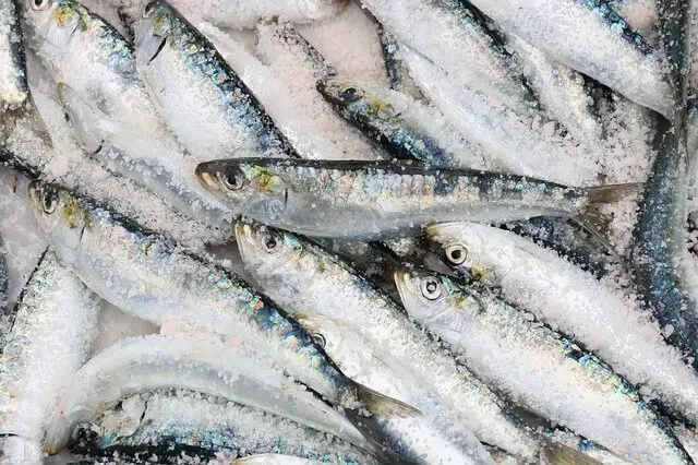 sardinas