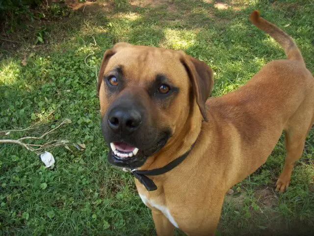 Brown Mastador