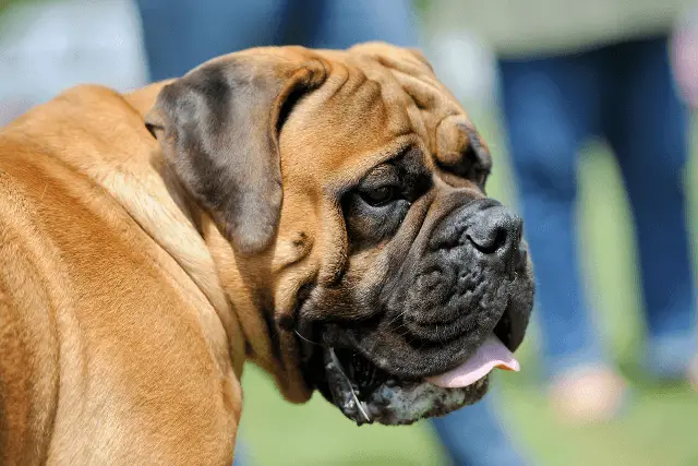 Mastiff