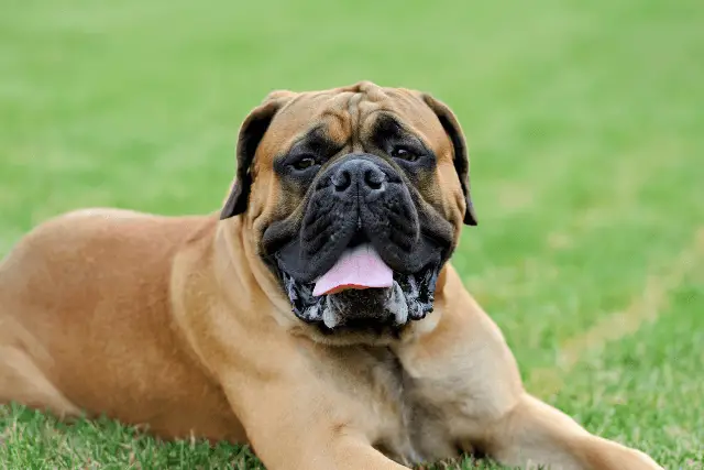 Mastiff