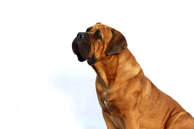 mastiff