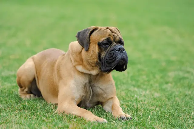 Mastiff