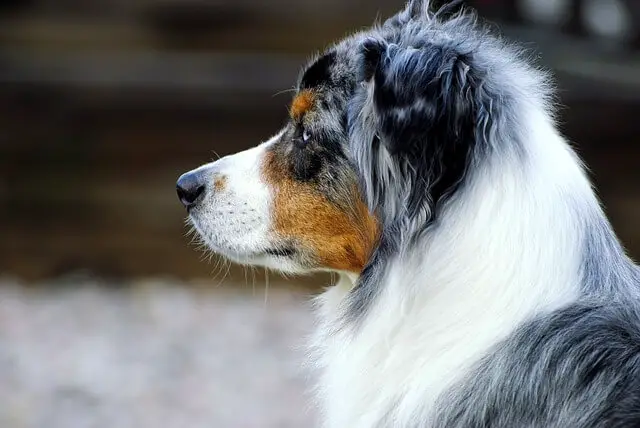 merle australian shepherd