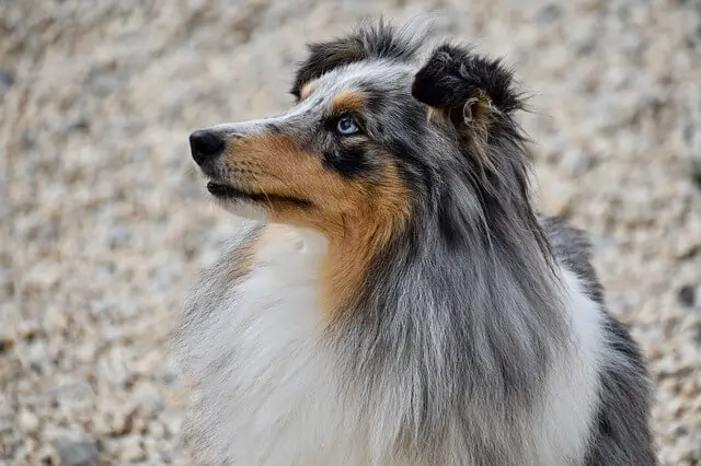 merle scottish collie