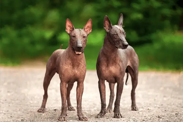 mexican hairless dog