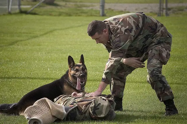 military dog