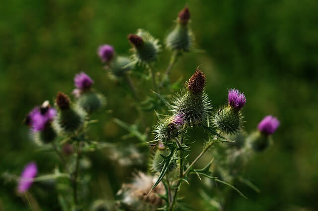 milk thistles