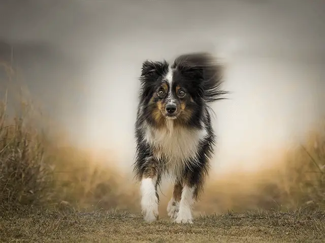 mini american shepherd