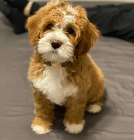 mini labradoodle