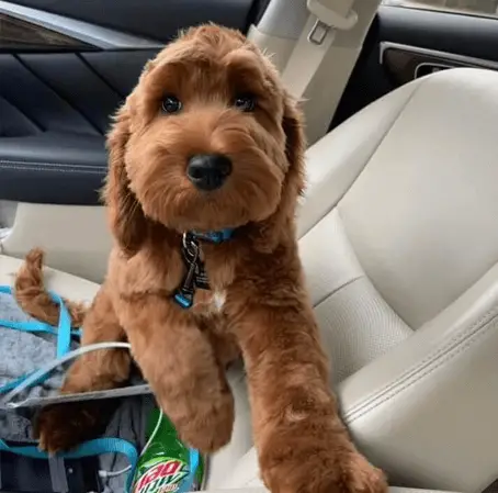 mini labradoodle in car