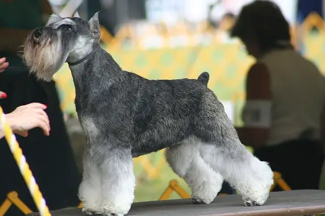 mini schnauzer