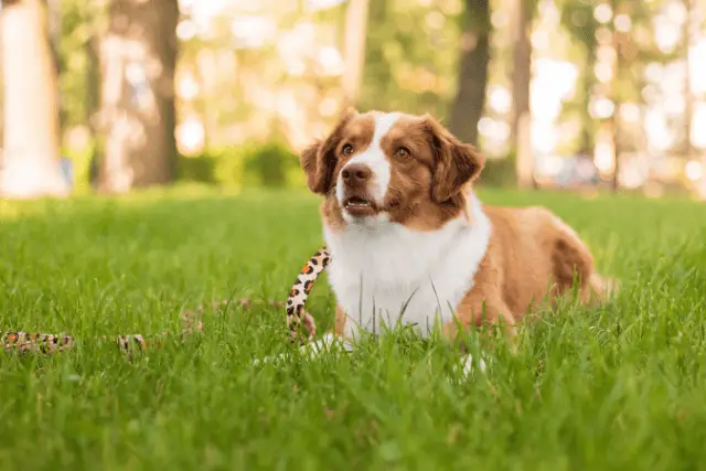 Miniature American Shepherd