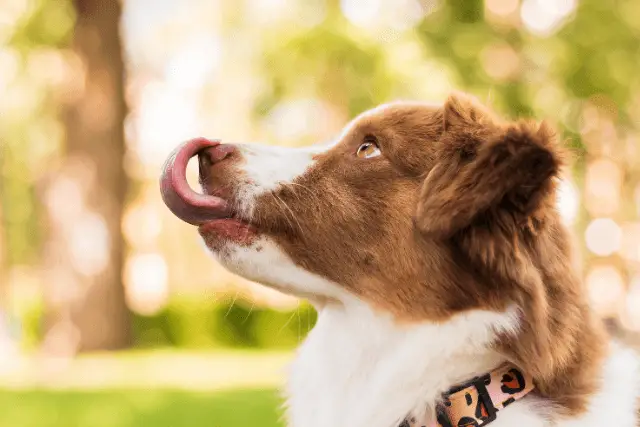 Miniature American Shepherd