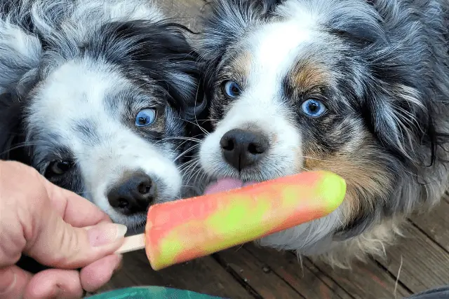 Miniature American Shepherd