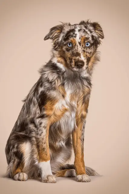 Miniature American Shepherd