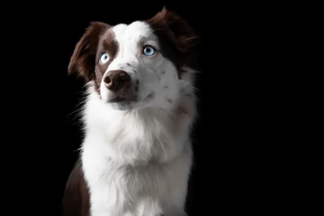 Miniature American Shepherd