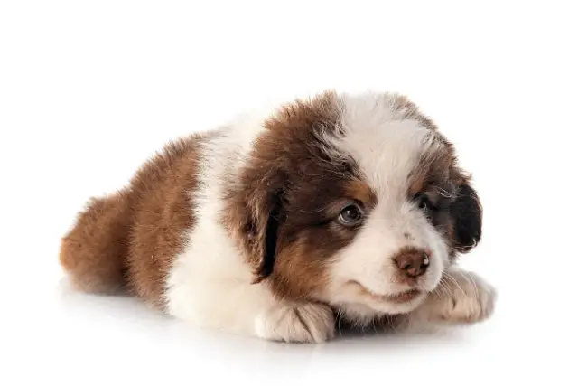 Miniature American Shepherd