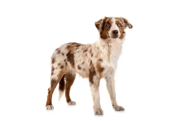 Miniature American Shepherd