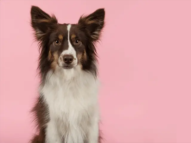 miniature australian shepherd