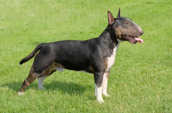 Miniature Bull Terrier