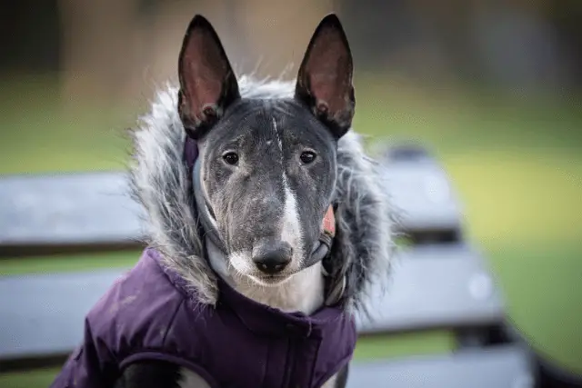 Miniature Bull Terrier