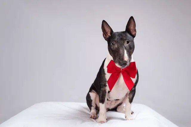 Miniature Bull Terrier