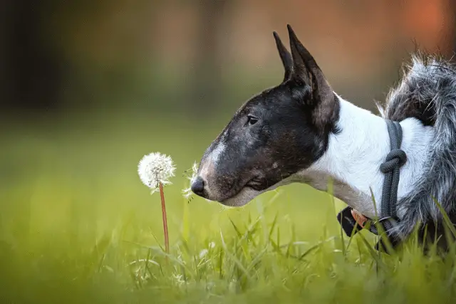 Miniature Bull Terrier