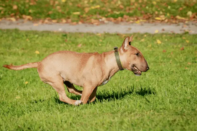 Miniature Bull Terrier