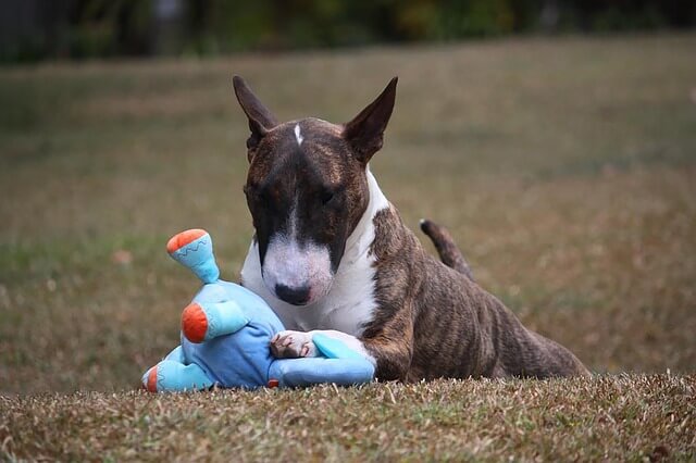 miniature bull terrier