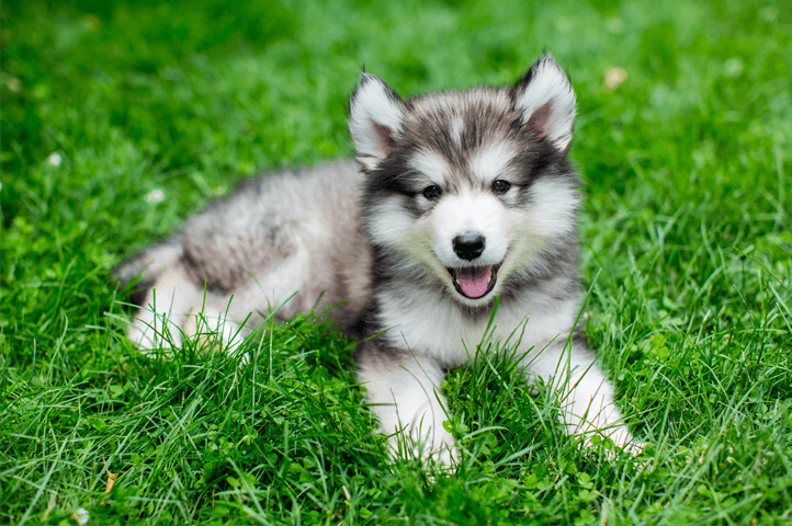 miniature husky on grass