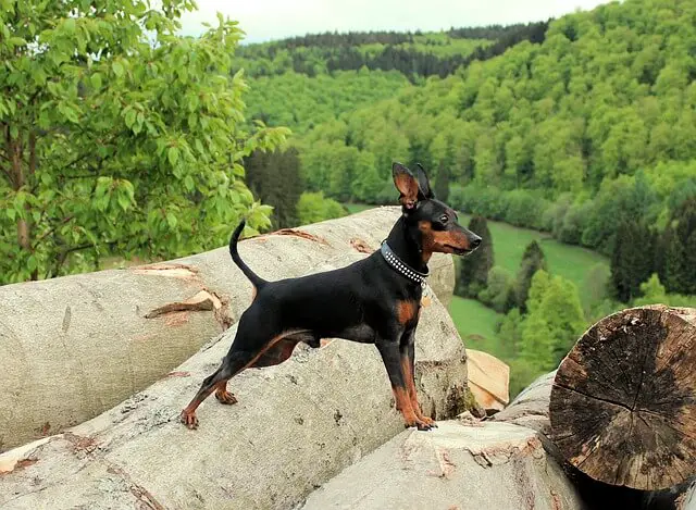 Miniature Pinscher