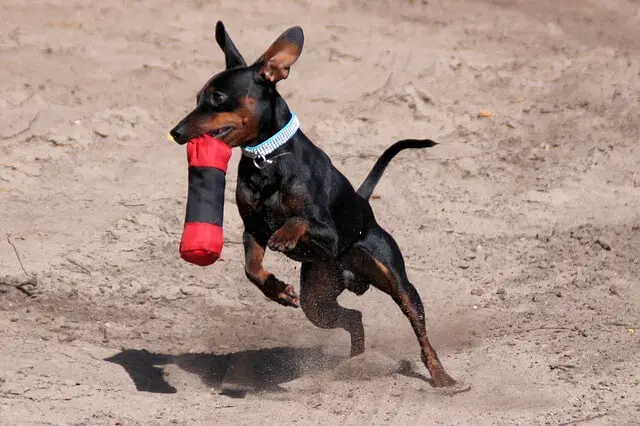 Miniature Pinscher