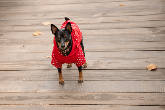 Miniature Pinscher Dog Breed Info Guide Care