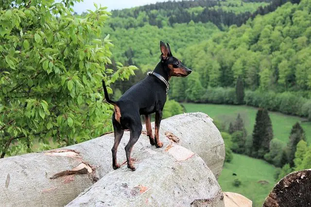 miniature pinscher