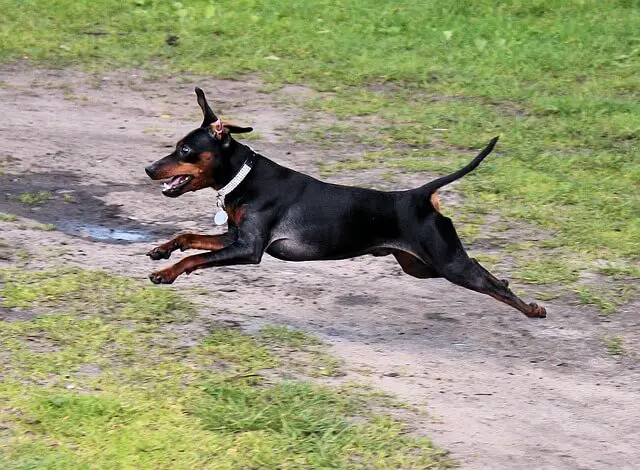 miniature pinscher