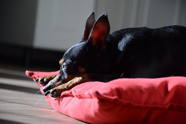 pinscher miniatura orejas recortadas