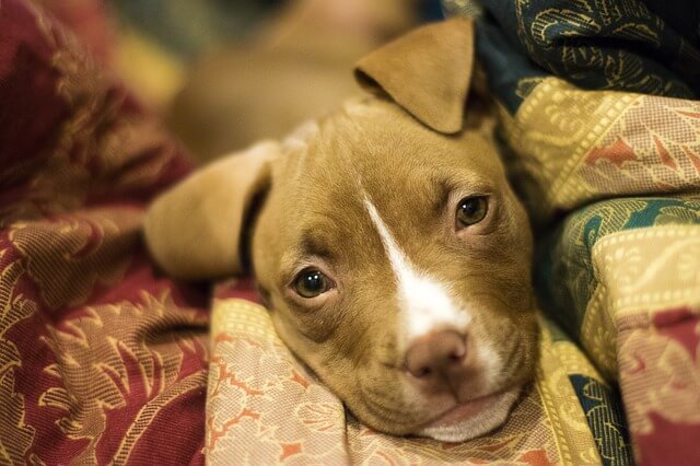 miniature pitbull puppy in blanket
