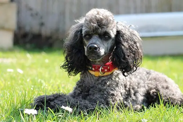 miniature poodle