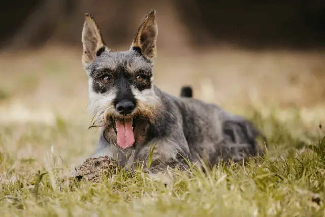 Miniature Schnauzer