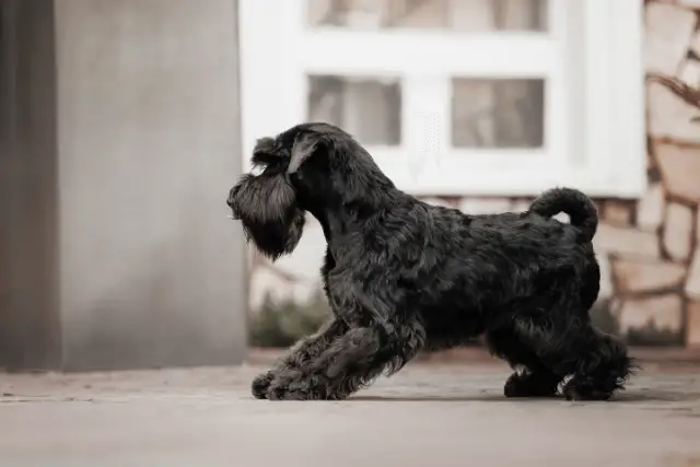 Miniature Schnauzer